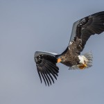 Riesenseeadler (Haliaeetus pelagicus)