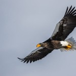 Riesenseeadler (Haliaeetus pelagicus)