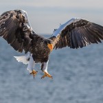 Riesenseeadler (Haliaeetus pelagicus)