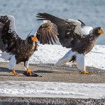 Riesenseeadler (Haliaeetus pelagicus)