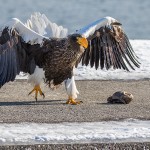 Riesenseeadler (Haliaeetus pelagicus)