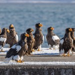Riesenseeadler (Haliaeetus pelagicus) und Seeadler (Haliaeetus albicilla)