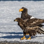 Riesenseeadler (Haliaeetus pelagicus) und Seeadler (Haliaeetus albicilla)