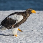 Riesenseeadler (Haliaeetus pelagicus)
