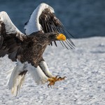 Riesenseeadler (Haliaeetus pelagicus)