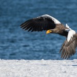 Riesenseeadler (Haliaeetus pelagicus)