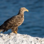 Seeadler (Haliaeetus albicilla)