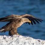 Seeadler (Haliaeetus albicilla)
