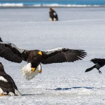Riesenseeadler (Haliaeetus pelagicus)