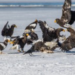 Riesenseeadler (Haliaeetus pelagicus)