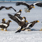 Riesenseeadler (Haliaeetus pelagicus)