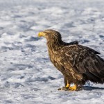 Seeadler (Haliaeetus albicilla)