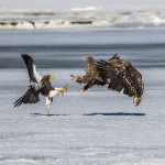 Riesenseeadler (Haliaeetus pelagicus) und Seeadler (Haliaeetus albicilla)