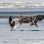 Riesenseeadler (Haliaeetus pelagicus) und Seeadler (Haliaeetus albicilla)