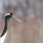 Mandschuren- oder Rotkronenkranich (Grus Japonensis)