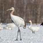 Mandschuren- oder Rotkronenkranich (Grus Japonensis)
