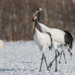 Mandschuren- oder Rotkronenkranich (Grus Japonensis)