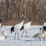 Mandschuren- oder Rotkronenkranich (Grus Japonensis)