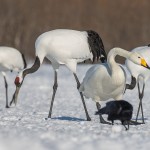 Mandschuren- oder Rotkronenkranich (Grus Japonensis)