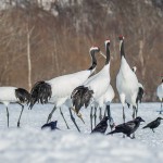 Mandschuren- oder Rotkronenkranich (Grus Japonensis)