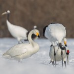 Mandschuren- oder Rotkronenkranich (Grus Japonensis)