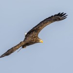 Weissschwanz-Seeadler (Haliaeetus albicilla)