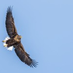 Weissschwanz-Seeadler (Haliaeetus albicilla)