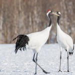 Mandschuren- oder Rotkronenkranich (Grus Japonensis)