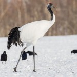 Mandschuren- oder Rotkronenkranich (Grus Japonensis)
