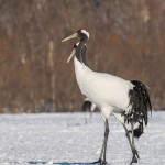 Mandschuren- oder Rotkronenkranich (Grus Japonensis)