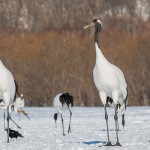 Mandschuren- oder Rotkronenkranich (Grus Japonensis)