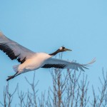 Mandschuren- oder Rotkronenkranich (Grus Japonensis)