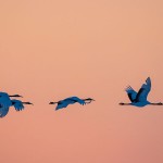 Mandschuren- oder Rotkronenkranich (Grus Japonensis)