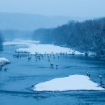 Mandschuren- oder Rotkronenkranich (Grus Japonensis)