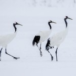 Mandschuren- oder Rotkronenkranich (Grus Japonensis)