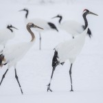 Mandschuren- oder Rotkronenkranich (Grus Japonensis)