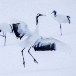 Mandschuren- oder Rotkronenkranich (Grus Japonensis)