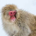 Japanmakake, Schneeaffe, Rotgesichtsmakake (Macaca fuscata)