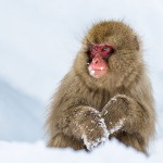 Japanmakake, Schneeaffe, Rotgesichtsmakake (Macaca fuscata)