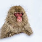 Japanmakake, Schneeaffe, Rotgesichtsmakake (Macaca fuscata)