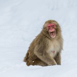 Japanmakake, Schneeaffe, Rotgesichtsmakake (Macaca fuscata)