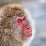 Japanmakake, Schneeaffe, Rotgesichtsmakake (Macaca fuscata)