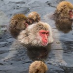 Japanmakake, Schneeaffe, Rotgesichtsmakake (Macaca fuscata)