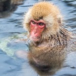 Japanmakake, Schneeaffe, Rotgesichtsmakake (Macaca fuscata)