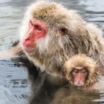 Japanmakake, Schneeaffe, Rotgesichtsmakake (Macaca fuscata)