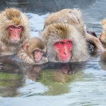 Japanmakake, Schneeaffe, Rotgesichtsmakake (Macaca fuscata)