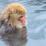 Japanmakake, Schneeaffe, Rotgesichtsmakake (Macaca fuscata)