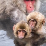 Japanmakake, Schneeaffe, Rotgesichtsmakake (Macaca fuscata)