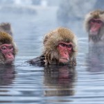 Japanmakake, Schneeaffe, Rotgesichtsmakake (Macaca fuscata)