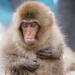 Japanmakake, Schneeaffe, Rotgesichtsmakake (Macaca fuscata)